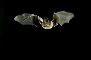 Braunes Ohrenfledermaus - im Flug