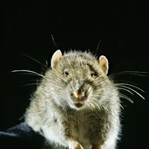 Drucke von AEB-2395 BRAUN/BRAUNE/NORWEGEN Eichhörnchen/Ratte Rattnorwegischer/Europäischer Rattaus der Familie Muscidae Elizabeth Bomford Bitte beachten Sie Braune Ratte Drucke: Braunrattenratte