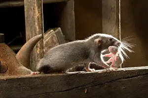 Drucke von LA-9527 Braunrat - tragend Junges Rattus norvegicus Jean-Michel Labat Braune Ratte Drucke: Braunrat - trägt Junges