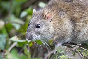 Brown Rat UK Drucke: Brown Rat - Cornwall - UK