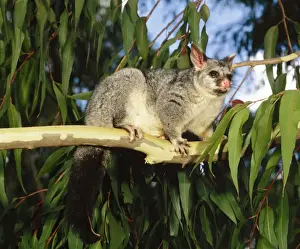 Jean Paul Ferrero Photography Drucke: Brush-tail Possum