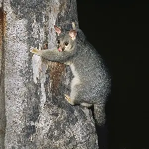 Wildlife Art Prints Online Drucke: Brushtail Possum