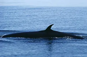 Large Whale Species Drucke: Bryde's Whale