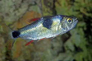 Freshwater Fishes Drucke: Bucktooth Tetra - Amazon