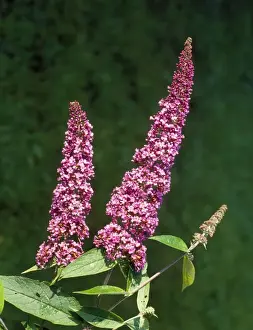Purple Flowering Plants UK Drucke: Buddleia