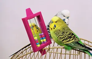 Bilder vom 18. August 2008: Budgerigar