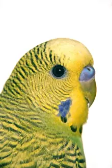 Melopsittacus Undulatus Images Drucke: Budgerigar - close-up of face