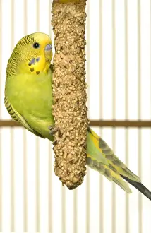 Melopsittacus Undulatus Images Drucke: Budgerigar - feeding in cage