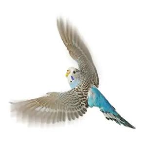 Tropical Parrot Images Drucke: Budgerigar - in flight in studio