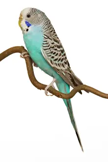 Drucke von LA-4430 Budgerigar - auf Sitz Jean Michel Labat Bitte beachten Sie, dass die Drucke nur für persönliche Anzeigezwecke gedacht sind und nicht reproduziert werden dürfen P Drucke: Buschbunkeckel - auf Sitzplatz