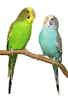 Drucke von LA-4431 Budgerigar auf Sitz, von Jean Michel Labat. Bitte beachten Sie, dass die Drucke nur für persönliche Anzeigezwecke gedacht sind und nicht reproduziert werden dürfen P Drucke: Kakaduäpfchen auf Sitzstange