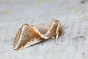 UK Wildlife Insects Drucke: Buff Arches Moth - Cornwall - UK