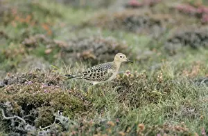 Limited Edition Wildlife Prints Drucke: Buff-breasted Sandpiper