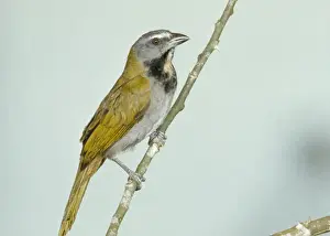 Personal Use Bird Prints Only Drucke: Buff-throated Saltator