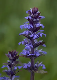 Woodland Flowers UK Drucke: Bugle in flower