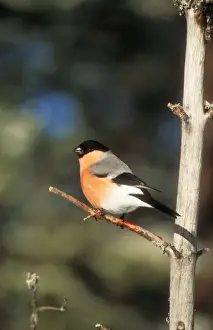 Chris Knights Photographer Drucke: Bullfinch