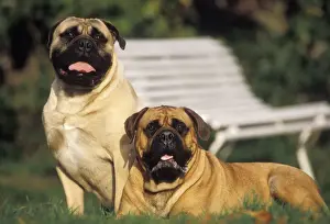 Personalized Home Decor Prints Drucke: Bullmastiff - two