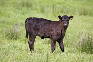 UK Farm Animals Drucke: Bullock - Cornwall - UK