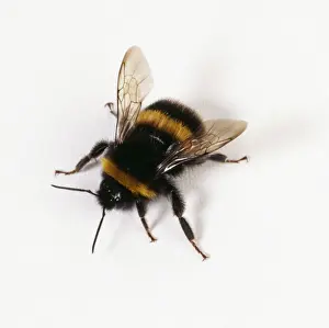 John Daniels Wildlife Photography Drucke: Bumble Bee