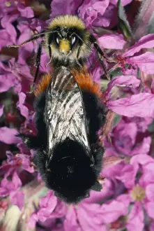 Wildlife Insects UK Drucke: Bumble Bee - pair mating UK