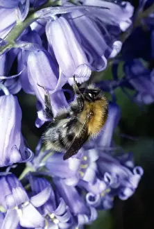 Close Up Bee Images Drucke: Bumblebee - on Bluebell