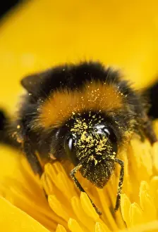 Bombus Terrestris Images Drucke: Bumblebee - with pollen - UK