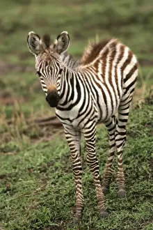 Zebras In The Wild Drucke: Burchell's / Common / Plain Zebra - foal. Kenya - Africa