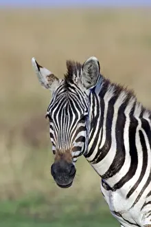 Black And White Stripes Drucke: Burchell's Zebra