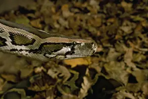 Gerahmter Druck : Burmesische Riesenpython Gerahmter Druck : Burmesische Riesenpython