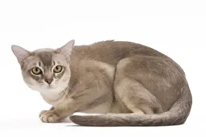 White Background Cat Photos Drucke: Burmilla Cat - in studio