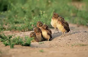 Drucke von BG-10431 Grabwühlvogel - sechs auf dem Boden Athene cunicularia François Gohier Bitte beachten Sie, dass Drucke nur für persönliche Anzeigezwecke gedacht sind und nicht reproduziert werden dürfen Eule Drucke: Burgwühlvogel