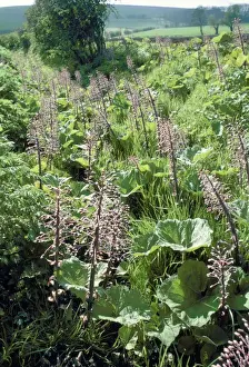 Plant Photography Drucke: Butterbur