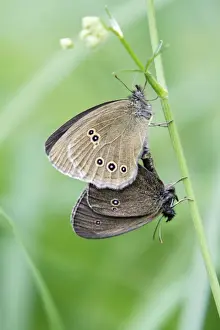 European Wildlife Insects Drucke: Butterfly, Ringlet - pair mating, perched on grass stalk, Lower Saxony, Germany