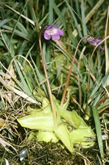 Purple Flowering Plants UK Drucke: Butterwort