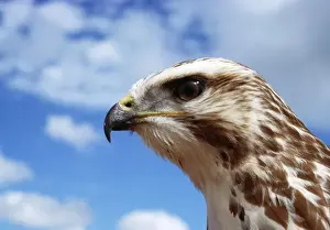 Jean Paul Ferrero Art Drucke: Buzzard
