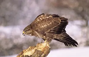 Nature Photography Artwork Drucke: Buzzard - calling