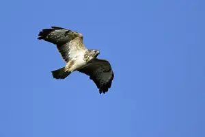 Wildlife Art For Home Decor Drucke: Buzzard - hovering in wind Lower Saxony, Germany