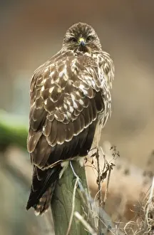 Bird On Fence Post Drucke: Buzzard - perched on post