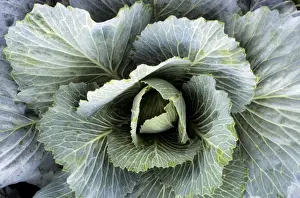 Agriculture Produce Drucke: Cabbage