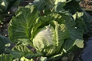 Brassica Oleracea Drucke: Cabbage - in vegetable garden