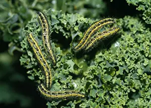 Butterfly And Caterpillar Life Cycle Drucke: Cabbage White Butterfly - caterpillars - devouring kale