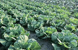 Agriculture Images Drucke: Cabbages