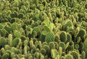 Prickly Plant Images Drucke: Cactus