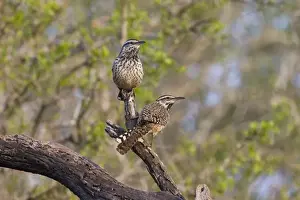 Jim Zipp Wildlife Photography Drucke: Cactus Wren