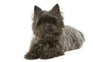 Kurzhaarter Rennhund im Liegenplatz