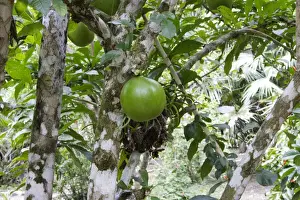 Tropical Fruit Trees Drucke: Calabash Tree - & fruit Amazon Peru