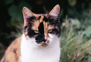Personalized Home Decor Prints Drucke: Calico Cat
