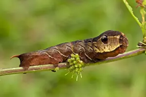 Central America Wildlife Images Drucke: CAN-4533