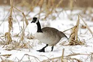 Jim Zipp Wildlife Photography Drucke: Canada Goose