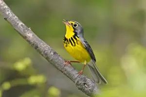 Personal Use Prints Only Drucke: Canada Warbler